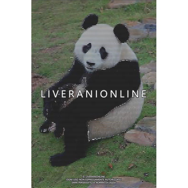 CINA - PANDA NELLO ZOO DI XIUNING © Shi Guangde - Xinhua - Photoshot - Ag. Aldo Liverani sas ITALY ONLY