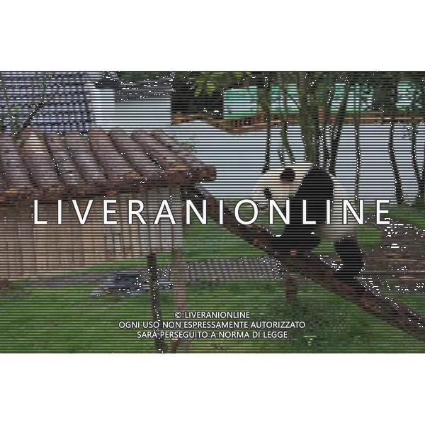 CINA - PANDA NELLO ZOO DI XIUNING © Shi Guangde - Xinhua - Photoshot - Ag. Aldo Liverani sas ITALY ONLY