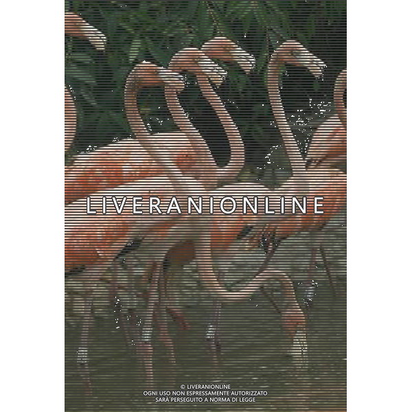 FENICOTTERI ROSA PROVENIENTI DA CUBA, VIVRANNO NELLO NELLO ZOO DELLA CITTA\' CINESE DI YANGZHOU © Zhao Jun - Xinhua - Photoshot - Ag. Aldo Liverani sas ITALY ONLY