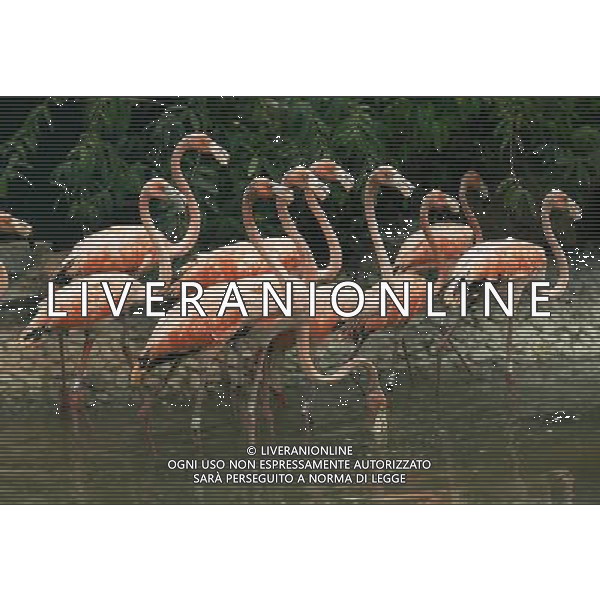 FENICOTTERI ROSA PROVENIENTI DA CUBA, VIVRANNO NELLO NELLO ZOO DELLA CITTA\' CINESE DI YANGZHOU © Zhao Jun - Xinhua - Photoshot - Ag. Aldo Liverani sas ITALY ONLY