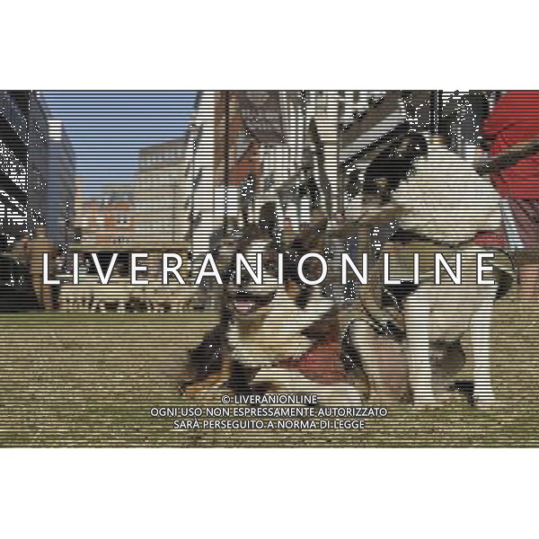 CANE BORDER COLLIE USATO PER GUIDARE LE GREGGI DI PECORE © Gary Lee - Photoshot - Ag. Aldo Liverani sas ITALY ONLY