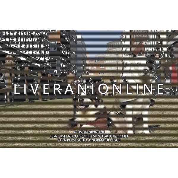 CANE BORDER COLLIE USATO PER GUIDARE LE GREGGI DI PECORE © Gary Lee - Photoshot - Ag. Aldo Liverani sas ITALY ONLY