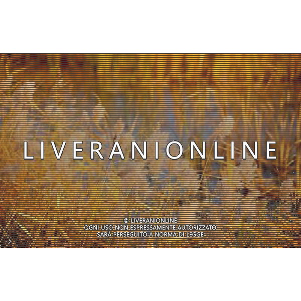 HOHHOT - SITUAZIONE AUTUNNO IN MONGOLIA © Ren Junchuan - Xinhua - Photoshot - Ag. Aldo Liverani sas ITALY ONLY