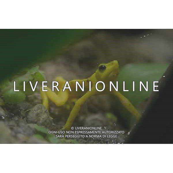 PANAMA CITY - RANA GIALLA PANAMENSE ( ATELOPUS ZETEKI) © Wang Pei - Photoshot - Ag. Aldo Liverani sas ITALY ONLY