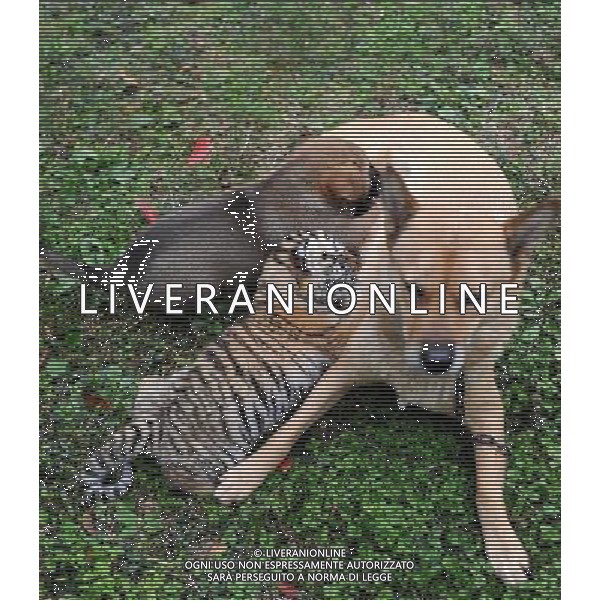 CINA - CANE FEMMINA ALLATTA IL SUO CUCCIOLO ED IL CUCCIOLO DI TIGRE SIBERIANA © Xu Yu - Xinhua - Photoshot - Ag. Aldo Liverani sas ITALY ONLY