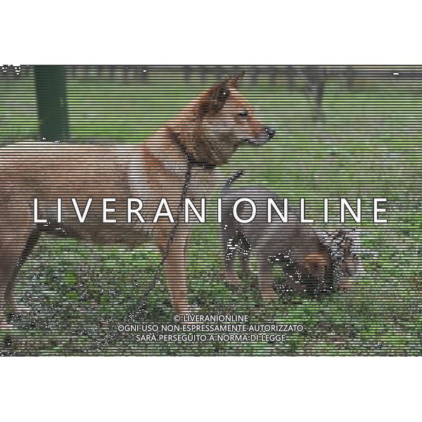 CINA - CANE FEMMINA ALLATTA IL SUO CUCCIOLO ED IL CUCCIOLO DI TIGRE SIBERIANA © Xu Yu - Xinhua - Photoshot - Ag. Aldo Liverani sas ITALY ONLY