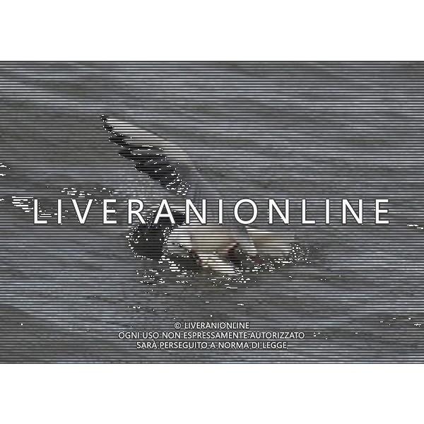 CINA - GABBIANI/GABBIANO CACCIANO PESCE NEL LAGO © Xia Shiguang - Xinhua - Photoshot - Ag. Aldo Liverani sas ITALY ONLY