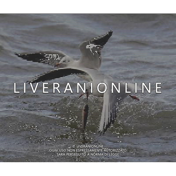 CINA - GABBIANI/GABBIANO CACCIANO PESCE NEL LAGO © Xia Shiguang - Xinhua - Photoshot - Ag. Aldo Liverani sas ITALY ONLY
