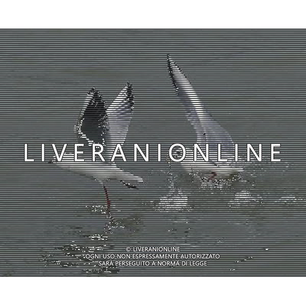 CINA - GABBIANI/GABBIANO CACCIANO PESCE NEL LAGO © Xia Shiguang - Xinhua - Photoshot - Ag. Aldo Liverani sas ITALY ONLY