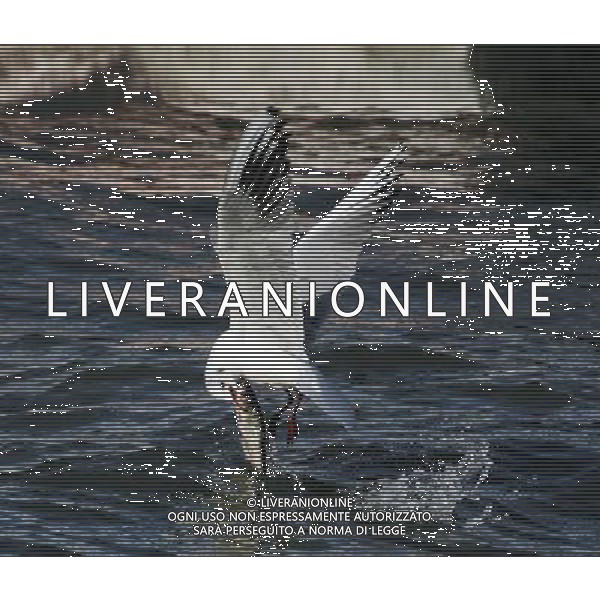 CINA - GABBIANI/GABBIANO CACCIANO PESCE NEL LAGO © Xia Shiguang - Xinhua - Photoshot - Ag. Aldo Liverani sas ITALY ONLY