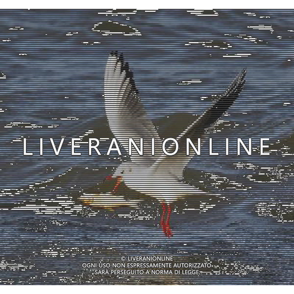 CINA - GABBIANI/GABBIANO CACCIANO PESCE NEL LAGO © Xia Shiguang - Xinhua - Photoshot - Ag. Aldo Liverani sas ITALY ONLY