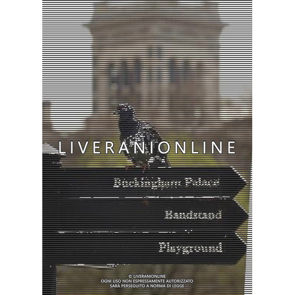 buckingham palace 11/04/2010 - © Brian Jordan/ Retna Pictures - Photoshot - Ag. Aldo Liverani sas ITALY ONLY VEDUTE LONDRA E INGHILTERRA