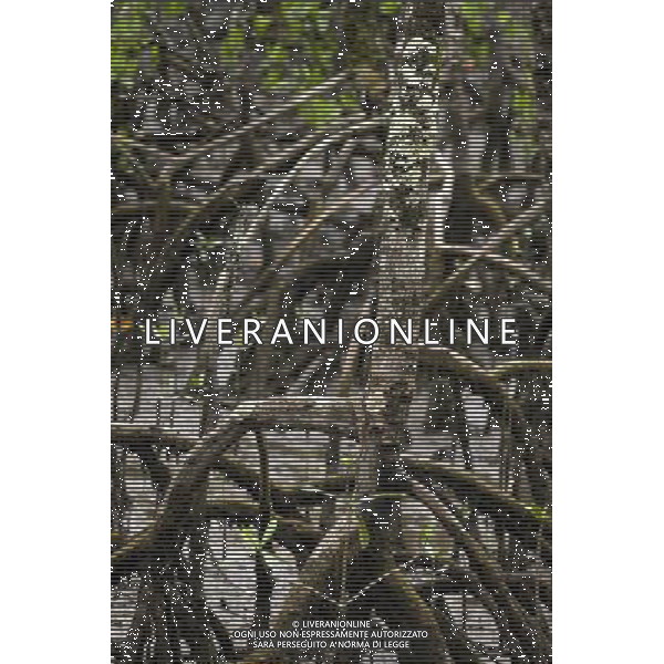 Mangroves in a remote area of jungle in the southern Brazilian state of Paranš © Ed Stocker - Photoshot - Ag. Aldo Liverani sas ITALY ONLY VIAGGIO - VIAGGIARE - REPORTAGE BRASILE