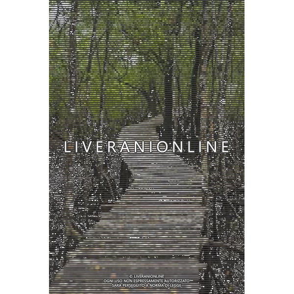A raised wooden walk-way snakes through mangroves in a remote section of southern Brazilian rainforest in Paranˆ state © Ed Stocker - Photoshot - Ag. Aldo Liverani sas ITALY ONLY VIAGGIO - VIAGGIARE - REPORTAGE BRASILE