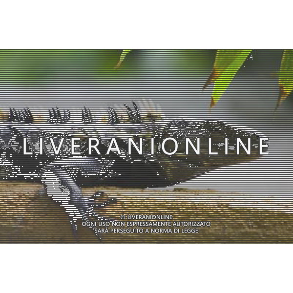 A giant lizard in Oaxaca, Mexico REPORTAGE: MESSICO © PHOTOSHOT - AG. ALDO LIVERANI SAS ITALY ONLY