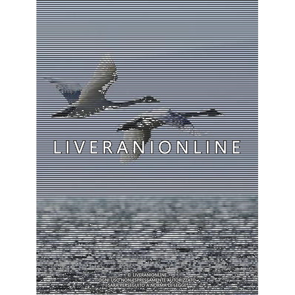 (101213) -- QINGHAI LAKE, Dec. 13, 2010 () -- Swans fly over the Qinghai Lake in northwest China\'s Qinghai Province, Dec. 12, 2010. Every year, there are more than 100,000 migrant birds breed and inhabit here thanks to the improvement in the natural environment of Qinghai Lake. (/Zhang Hongxiang) (hdt) AG. ALDO LIVERANI SAS ITALY ONLY