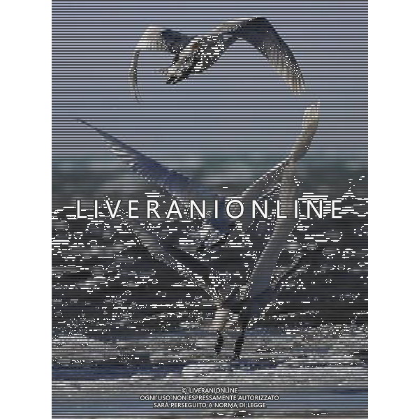 (101213) -- QINGHAI LAKE, Dec. 13, 2010 () -- Swans fly over the Qinghai Lake in northwest China\'s Qinghai Province, Dec. 12, 2010. Every year, there are more than 100,000 migrant birds breed and inhabit here thanks to the improvement in the natural environment of Qinghai Lake. (/Zhang Hongxiang) (hdt) AG. ALDO LIVERANI SAS ITALY ONLY