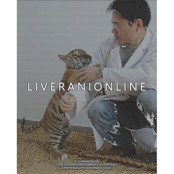 (101214) -- SUZHOU, Dec. 14, 2010 () -- A 100-day-old tiger cub plays with its feeder at the South China Tiger Breeding Base in Suzhou, east China\'s Jiangsu Province, Dec. 14, 2010. The tiger cub is the second tiger cub that born and survived in the base in the past four years. (/Hang Xingwei) (zn) AG. ALDO LIVERANI SAS ITALY ONLY