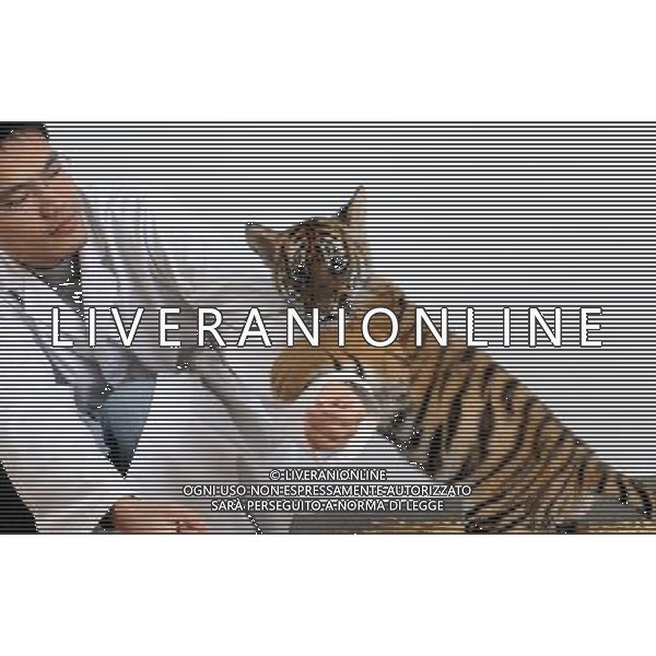 (101214) -- SUZHOU, Dec. 14, 2010 () -- A 100-day-old tiger cub plays with its feeder at the South China Tiger Breeding Base in Suzhou, east China\'s Jiangsu Province, Dec. 14, 2010. The tiger cub is the second tiger cub that born and survived in the base in the past four years. (/Hang Xingwei) (zn) AG. ALDO LIVERANI SAS ITALY ONLY