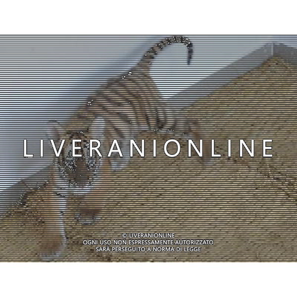 (101214) -- SUZHOU, Dec. 14, 2010 () -- A 100-day-old tiger cub takes a rest at its enclosure at the South China Tiger Breeding Base in Suzhou, east China\'s Jiangsu Province, Dec. 14, 2010. The tiger cub is the second tiger cub that born and survived in the base in the past four years. (/Hang Xingwei) (zn) AG. ALDO LIVERANI SAS ITALY ONLY