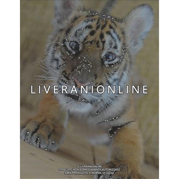 (101214) -- SUZHOU, Dec. 14, 2010 () -- A 100-day-old tiger cub takes a rest at its enclosure at the South China Tiger Breeding Base in Suzhou, east China\'s Jiangsu Province, Dec. 14, 2010. The tiger cub is the second tiger cub that born and survived in the base in the past four years. (/Wang Jianzhong) (zn) AG. ALDO LIVERANI SAS ITALY ONLY