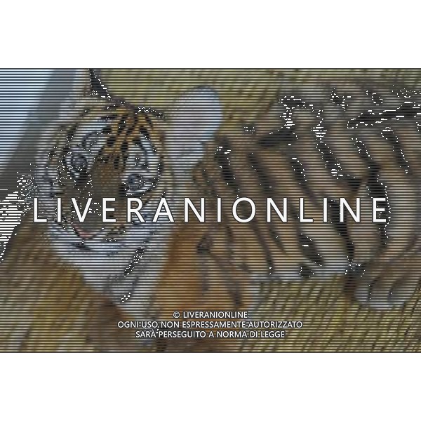 (101214) -- SUZHOU, Dec. 14, 2010 () -- A 100-day-old tiger cub takes a rest at its enclosure at the South China Tiger Breeding Base in Suzhou, east China\'s Jiangsu Province, Dec. 14, 2010. The tiger cub is the second tiger cub that born and survived in the base in the past four years. (/Wang Jianzhong) (zn) AG. ALDO LIVERANI SAS ITALY ONLY