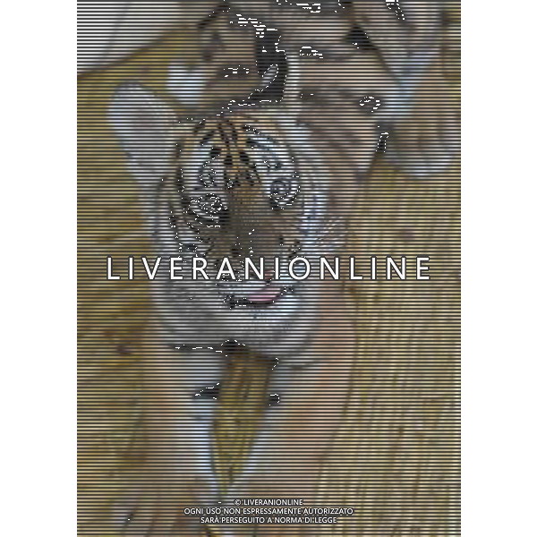 (101214) -- SUZHOU, Dec. 14, 2010 () -- A 100-day-old tiger cub takes a rest at its enclosure at the South China Tiger Breeding Base in Suzhou, east China\'s Jiangsu Province, Dec. 14, 2010. The tiger cub is the second tiger cub that born and survived in the base in the past four years. (/Wang Jianzhong) (zn) AG. ALDO LIVERANI SAS ITALY ONLY