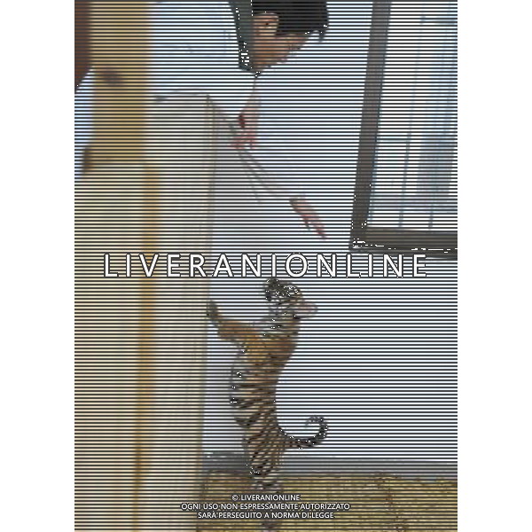 (101214) -- SUZHOU, Dec. 14, 2010 () -- A 100-day-old tiger cub plays with its feeder at the South China Tiger Breeding Base in Suzhou, east China\'s Jiangsu Province, Dec. 14, 2010. The tiger cub is the second tiger cub that born and survived in the base in the past four years. (/Wang Jianzhong) (zn) AG. ALDO LIVERANI SAS ITALY ONLY