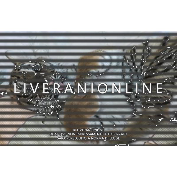 (101214) -- SUZHOU, Dec. 14, 2010 () -- A 100-day-old tiger cub takes a rest at its enclosure at the South China Tiger Breeding Base in Suzhou, east China\'s Jiangsu Province, Dec. 14, 2010. The tiger cub is the second tiger cub that born and survived in the base in the past four years. (/Wang Jianzhong) (zn) AG. ALDO LIVERANI SAS ITALY ONLY