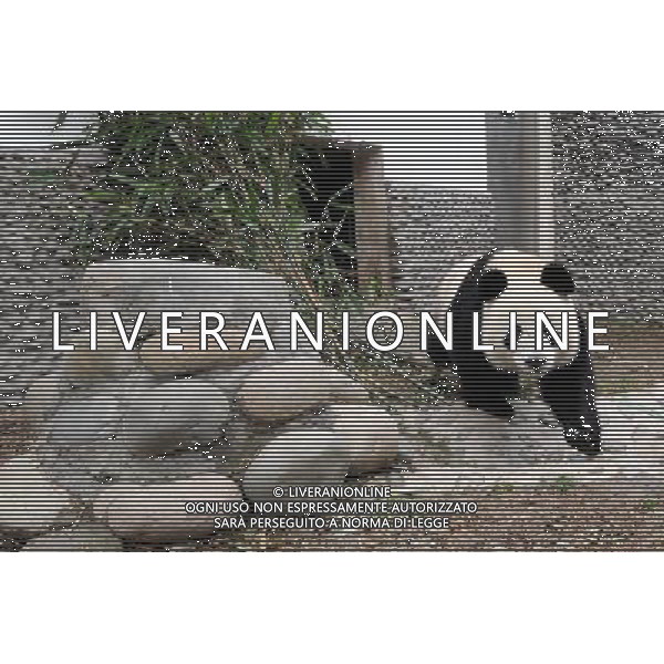 (101215) -- CHENGDU, Dec. 15, 2010 () -- Giant pandas \'Kai Kai\' walks outdoors in a giant panda breeding and research base in Chengdu, capital of southwest China\'s Sichuan Province, Dec. 15, 2010. A pair of giant pandas \'Kai Kai\' and \'Xin Xin\', which means happiness when two names are combined, will be sent to the Macao Special Administrative Region (SAR) on Dec. 18 to celebrate the 10th anniversary of the Macao SAR. Now the two pandas have been accustomed to the food air-expressed here from Macao. (/Chen Kai) (zgp) AG. ALDO LIVERANI SAS ITALY ONLY