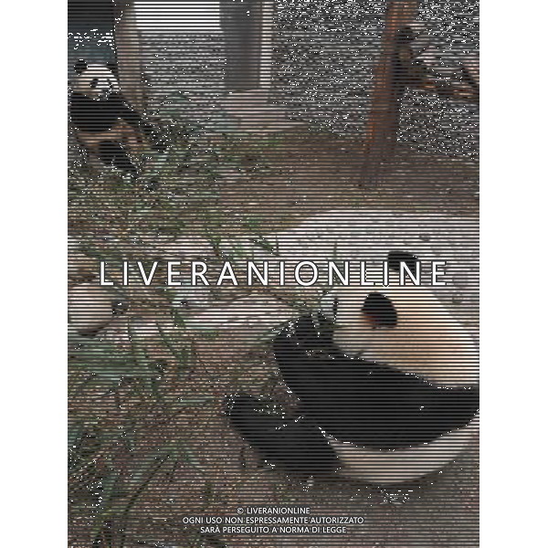 (101215) -- CHENGDU, Dec. 15, 2010 () -- Giant pandas \'Kai Kai\' and \'Xin Xin\' (R) eat bamboo in a giant panda breeding and research base in Chengdu, capital of southwest China\'s Sichuan Province, Dec. 15, 2010. A pair of giant pandas \'Kai Kai\' and \'Xin Xin\', which means happiness when two names are combined, will be sent to the Macao Special Administrative Region (SAR) on Dec. 18 to celebrate the 10th anniversary of the Macao SAR. Now the two pandas have been accustomed to the food air-expressed here from Macao. (/Chen Kai) (zgp) AG. ALDO LIVERANI SAS ITALY ONLY
