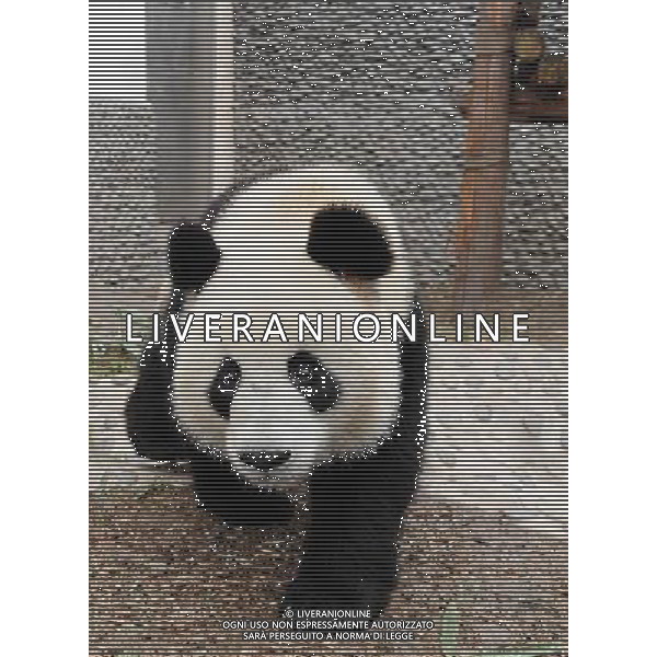 (101215) -- CHENGDU, Dec. 15, 2010 () -- Giant panda \'Kai Kai\' walks outdoors in a giant panda breeding and research base in Chengdu, capital of southwest China\'s Sichuan Province, Dec. 15, 2010. A pair of giant pandas \'Kai Kai\' and \'Xin Xin\', which means happiness when two names are combined, will be sent to the Macao Special Administrative Region (SAR) on Dec. 18 to celebrate the 10th anniversary of the Macao SAR. Now the two pandas have been accustomed to the food air-expressed here from Macao. (/Chen Kai) (zgp) AG. ALDO LIVERANI SAS ITALY ONLY