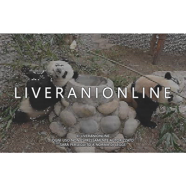 (101215) -- CHENGDU, Dec. 15, 2010 () -- Giant pandas \'Kai Kai\' (R) and \'Xin Xin\' eat bamboo in a giant panda breeding and research base in Chengdu, capital of southwest China\'s Sichuan Province, Dec. 15, 2010. A pair of giant pandas \'Kai Kai\' and \'Xin Xin\', which means happiness when two names are combined, will be sent to the Macao Special Administrative Region (SAR) on Dec. 18 to celebrate the 10th anniversary of the Macao SAR. Now the two pandas have been accustomed to the food air-expressed here from Macao. (/Chen Kai) (zgp) AG. ALDO LIVERANI SAS ITALY ONLY
