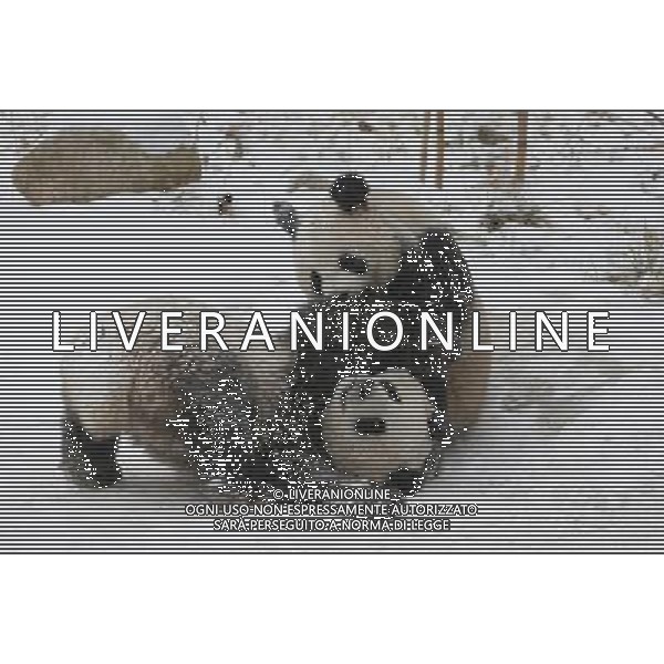 (110105) -- HANZHONG, Jan. 5, 2011 () -- Pandas play in snow at Qinling Giant Panda Research Center in Foping Natural Reserve of Foping County, northwest China\'s Shaanxi Province, Jan. 3, 2011. (/Zhao Jianqiang) (lb) ©photoshot/Agenzia Aldo Liverani Sas - ITALY ONLY - L\'orso panda gigante gioca nella neve a Qinling Giant Panda Research Center di Foping Riserva Naturale di Foping County, a nord-ovest della Cina nella provincia dello Shaanxi, 3 Gennaio 2011. 