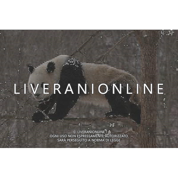 (110105) -- HANZHONG, Jan. 5, 2011 () -- A panda plays in snow at Qinling Giant Panda Research Center in Foping Natural Reserve of Foping County, northwest China\'s Shaanxi Province, Jan. 3, 2011. (/Zhao Jianqiang) (lb) ©photoshot/Agenzia Aldo Liverani Sas - ITALY ONLY - L\'orso panda gigante gioca nella neve a Qinling Giant Panda Research Center di Foping Riserva Naturale di Foping County, a nord-ovest della Cina nella provincia dello Shaanxi, 3 Gennaio 2011. 