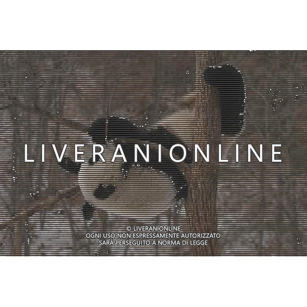 (110105) -- HANZHONG, Jan. 5, 2011 () -- A panda plays in snow at Qinling Giant Panda Research Center in Foping Natural Reserve of Foping County, northwest China\'s Shaanxi Province, Jan. 3, 2011. (/Zhao Jianqiang) (lb) ©photoshot/Agenzia Aldo Liverani Sas - ITALY ONLY - L\'orso panda gigante gioca nella neve a Qinling Giant Panda Research Center di Foping Riserva Naturale di Foping County, a nord-ovest della Cina nella provincia dello Shaanxi, 3 Gennaio 2011. 