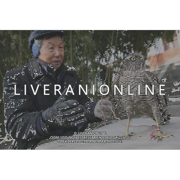 (110110) -- XIANGYANG, Jan. 10, 2011 () -- The photo taken on Jan. 9, 2011 shows Zhang Chunwei, a farmer from Xiangyang, central China\'s Hubei Province, with a Japanese Sparrowhawk. Zhang saved the Japanese Sparrowhawk near his village on Saturday, and sent it to the wildlife center of Xiangyang Zoo for treatment. The Japanese Sparrowhawk is an endangered species. (/Gong Bo) (xbz) SPARVIERO GIAPPONESE SALVATO E PORTATO AL Xiangyang Zoo AG.ALDO LIVERANI SAS ITALY ONLY