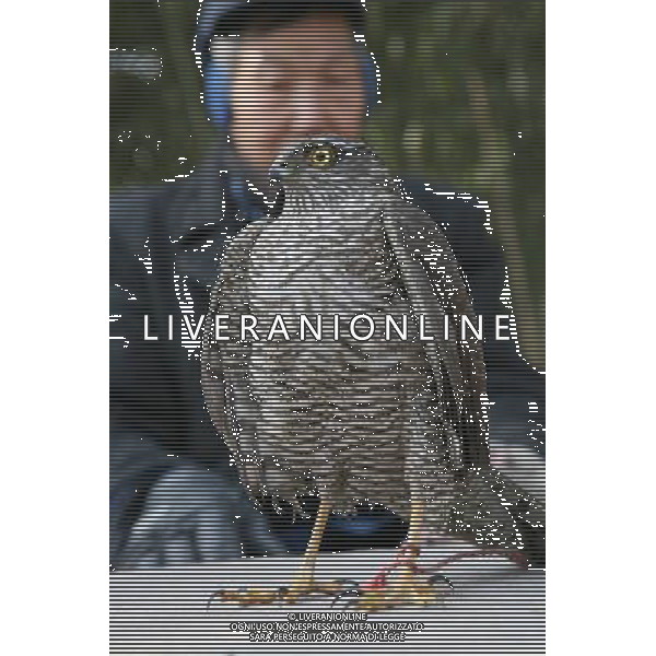 (110110) -- XIANGYANG, Jan. 10, 2011 () -- The photo taken on Jan. 9, 2011 shows Zhang Chunwei, a farmer from Xiangyang, central China\'s Hubei Province, with a Japanese Sparrowhawk. Zhang saved the Japanese Sparrowhawk near his village on Saturday, and sent it to the wildlife center of Xiangyang Zoo for treatment. The Japanese Sparrowhawk is an endangered species. (/Gong Bo) (xbz) SPARVIERO GIAPPONESE SALVATO E PORTATO AL Xiangyang Zoo AG.ALDO LIVERANI SAS ITALY ONLY