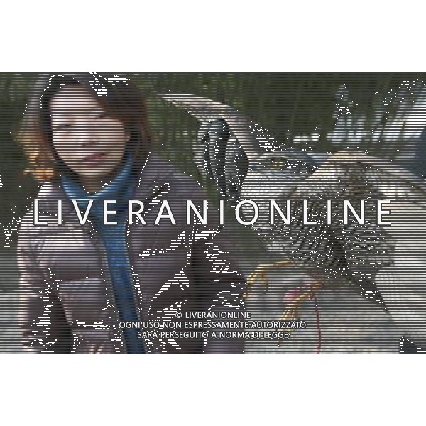 (110110) -- XIANGYANG, Jan. 10, 2011 () -- A staff member of Xiangyang zoo wildlife center looks at a Japanese Sparrowhawk saved by Zhang Chunwei, a farmer from Xiangyang, central China\'s Hubei Province, on Jan. 9, 2011. Zhang saved the Japanese Sparrowhawk near his village on Saturday, and sent it to the wildlife center of Xiangyang Zoo for treatment. The Japanese Sparrowhawk is an endangered species. (/Gong Bo) (xbz) SPARVIERO GIAPPONESE SALVATO E PORTATO AL Xiangyang Zoo AG.ALDO LIVERANI SAS ITALY ONLY