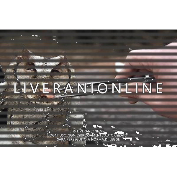 (110110) -- NANPING, Jan. 10, 2011 () -- Police officers feed an owl before sending it back to nature in Nanping, southeast China\'s Fujian Province, Jan. 10, 2011. The owl was found by the policemen on a patrol on Jan. 7. The owl belongs to wildlife under second class state protection. (/Chen Bocai) (xbz) GUFO RITROVATO DALLA POLIZIA LOCALE E RIFOCILLATO PRIMA DI ESSERE RIPORTATO AL CENTRO DI NANPING AG. ALDO LIVERANI SAS ITALY ONLY