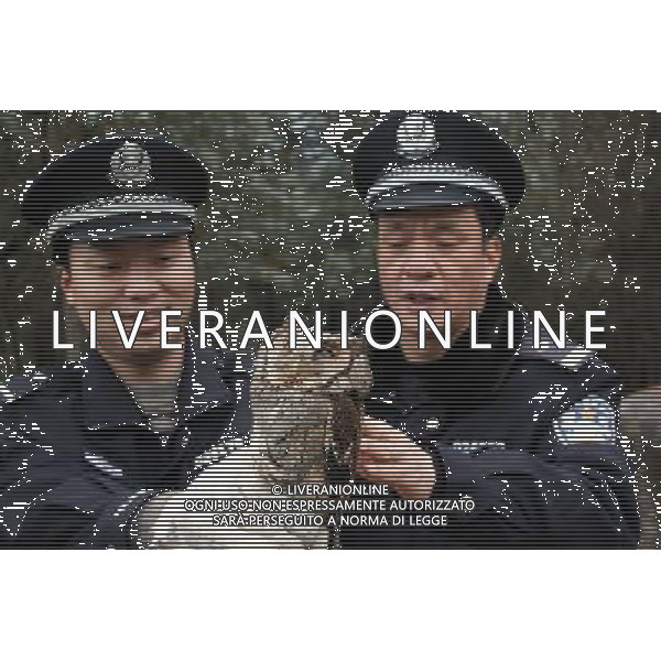 (110110) -- NANPING, Jan. 10, 2011 () -- Policemen save an owl in Nanping city of southeast China\'s Fujian province, Jan. 10, 2011. Two local policemen saved an owl dying of cold weather and starvation in the freezing-rain-hit region. (/Chen Bocai) (zyq) GUFO RITROVATO DALLA POLIZIA LOCALE E RIFOCILLATO PRIMA DI ESSERE RIPORTATO AL CENTRO DI NANPING AG. ALDO LIVERANI SAS ITALY ONLY