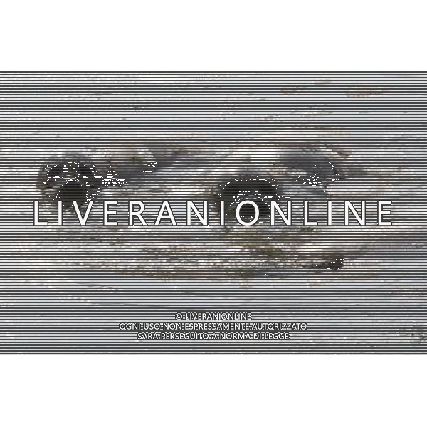 (110107) -- YANTAI, Jan. 7, 2011 () -- Harbor seals swim in ice water at a bay in a scenic area of Yantai, east China\'s Shandong Province, Jan. 7, 2011. As local temperature fell to minus 7 degrees centigrade, habour seals were trapped by the ice on the surface of water at the scenic area. Staff members have taken efforts to help harbor seals, an endangered species, go through the cold winter. () (zhs)Foche nuotano con difficolta\' sulla superficie ghiacciata del mare in una zone della baia di Yantai AG. ALDO LIVERANI SAS ITALY ONLY