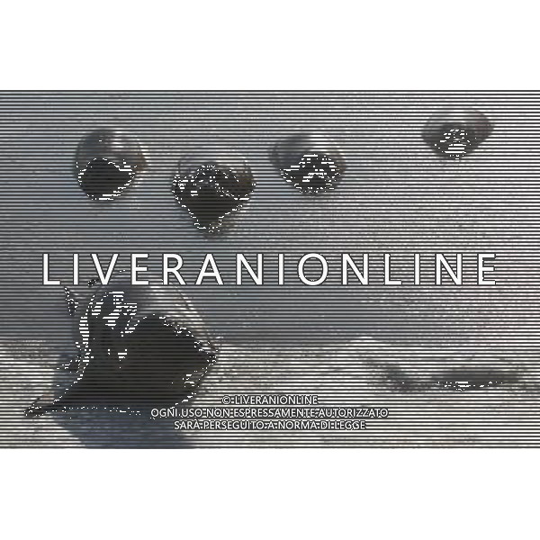 (110107) -- YANTAI, Jan. 7, 2011 () -- Harbor seals wait for food in ice water at a bay in a scenic area of Yantai, east China\'s Shandong Province, Jan. 7, 2011. As local temperature fell to minus 7 degrees centigrade, habour seals were trapped by the ice on the surface of water at the scenic area. Staff members have taken efforts to help harbor seals, an endangered species, go through the cold winter. () (zhs)Foche nuotano con difficolta\' sulla superficie ghiacciata del mare in una zone della baia di Yantai AG. ALDO LIVERANI SAS ITALY ONLY