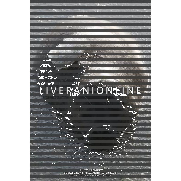 (110107) -- YANTAI, Jan. 7, 2011 () -- A harbor seal swims in ice water at a bay in a scenic area of Yantai, east China\'s Shandong Province, Jan. 7, 2011. As local temperature fell to minus 7 degrees centigrade, habour seals were trapped by the ice on the surface of water at the scenic area. Staff members have taken efforts to help harbor seals, an endangered species, go through the cold winter. () (zhs)Foche nuotano con difficolta\' sulla superficie ghiacciata del mare in una zone della baia di Yantai AG. ALDO LIVERANI SAS ITALY ONLY