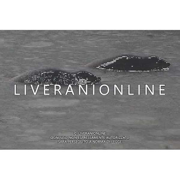 (110107) -- YANTAI, Jan. 7, 2011 () -- Harbor seals swim in ice water at a bay in a scenic area of Yantai, east China\'s Shandong Province, Jan. 7, 2011. As local temperature fell to minus 7 degrees centigrade, habour seals were trapped by the ice on the surface of water at the scenic area. Staff members have taken efforts to help harbor seals, an endangered species, go through the cold winter. () (zhs)Foche nuotano con difficolta\' sulla superficie ghiacciata del mare in una zone della baia di Yantai AG. ALDO LIVERANI SAS ITALY ONLY