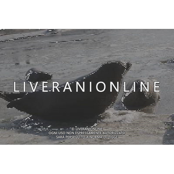 (110107) -- YANTAI, Jan. 7, 2011 () -- Harbor seals wait for food in ice water at a bay in a scenic area of Yantai, east China\'s Shandong Province, Jan. 7, 2011. As local temperature fell to minus 7 degrees centigrade, habour seals were trapped by the ice on the surface of water at the scenic area. Staff members have taken efforts to help harbor seals, an endangered species, go through the cold winter. () (zhs) Foche nuotano con difficolta\' sulla superficie ghiacciata del mare in una zone della baia di Yantai AG. ALDO LIVERANI SAS ITALY ONLY