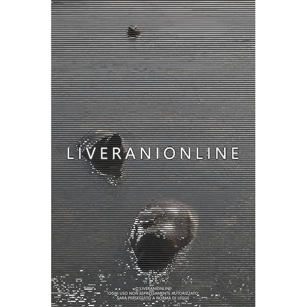 (110107) -- YANTAI, Jan. 7, 2011 () -- Harbor seals swim in ice water at a bay in a scenic area of Yantai, east China\'s Shandong Province, Jan. 7, 2011. As local temperature fell to minus 7 degrees centigrade, habour seals were trapped by the ice on the surface of water at the scenic area. Staff members have taken efforts to help harbor seals, an endangered species, go through the cold winter. () (zhs) Foche nuotano con difficolta\' sulla superficie ghiacciata del mare in una zone della baia di Yantai AG. ALDO LIVERANI SAS ITALY ONLY