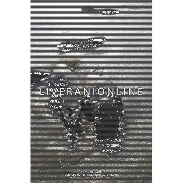 (110107) -- YANTAI, Jan. 7, 2011 () -- Harbor seals wait for food in ice water at a bay in a scenic area of Yantai, east China\'s Shandong Province, Jan. 7, 2011. As local temperature fell to minus 7 degrees centigrade, habour seals were trapped by the ice on the surface of water at the scenic area. Staff members have taken efforts to help harbor seals, an endangered species, go through the cold winter. () (zhs) Foche nuotano con difficolta\' sulla superficie ghiacciata del mare in una zone della baia di Yantai AG. ALDO LIVERANI SAS ITALY ONLY