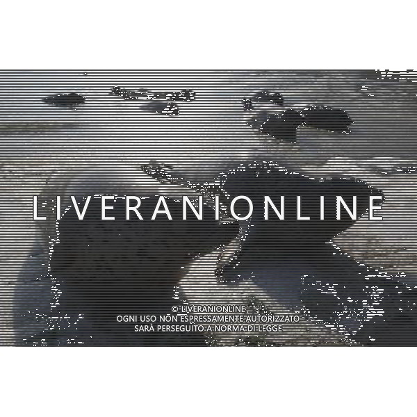 (110107) -- YANTAI, Jan. 7, 2011 () -- Harbor seals wait for food in ice water at a bay in a scenic area of Yantai, east China\'s Shandong Province, Jan. 7, 2011. As local temperature falls to minus 7 degrees centigrade, harbor seals at the scenic area were trapped by the ice on the surface of the sea water. Staff members have taken efforts in order to help the harbor seals get through the cold winter. The harbor seal is one of Chinese highly protected species. () (zhs) Foche nuotano con difficolta\' sulla superficie ghiacciata del mare in una zone della baia di Yantai AG. ALDO LIVERANI SAS ITALY ONLY