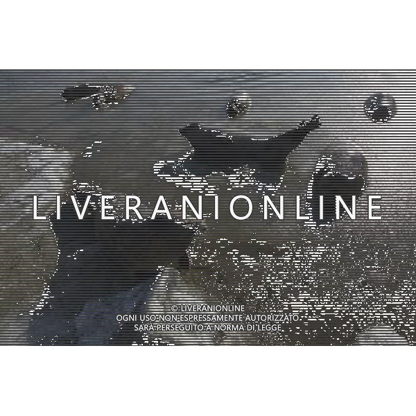 (110107) -- YANTAI, Jan. 7, 2011 () -- Harbor seals wait for food in ice water at a bay in a scenic area of Yantai, east China\'s Shandong Province, Jan. 7, 2011. As local temperature fell to minus 7 degrees centigrade, habour seals were trapped by the ice on the surface of water at the scenic area. Staff members have taken efforts to help harbor seals, an endangered species, go through the cold winter. () (zhs) Foche nuotano con difficolta\' sulla superficie ghiacciata del mare in una zone della baia di Yantai AG. ALDO LIVERANI SAS ITALY ONLY